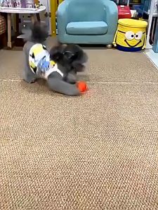 Mainan anjing kucing Bola Listrik Bergulir Cerdas Hewan Peliharaan Bola mainan hewan peliharaan bola melenting hewan peliharaan