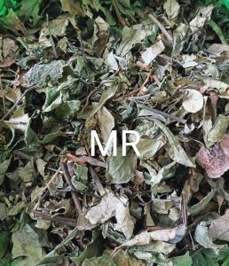 100 gram daun keji beling kering pecah beling