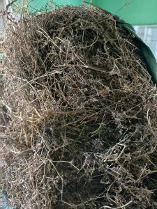 1kg Cây Lữ Đồng phơi khô (BẠCH HOA XÀ)