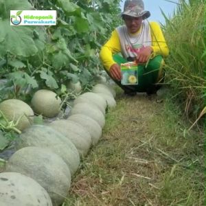 Benih Melon Hibrida OKASA F1 CANTALOUPE Daging Orange Isi 20 Gram Cap Bintang Asia