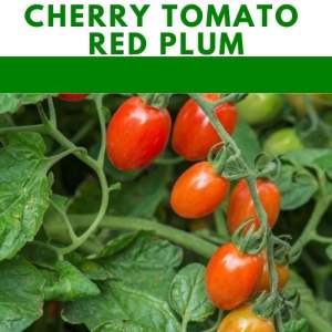 Red Plum Cherry Tomatoes repacked seeds