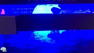 Đèn Hộp Tanning Huyết Long Siêu Tốc