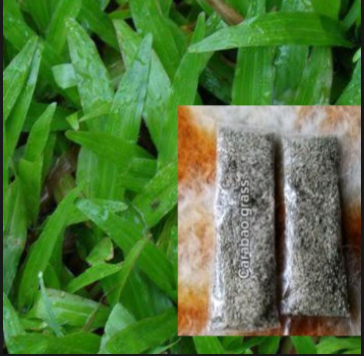 Carabao Grass Seeds Approx 3000 4000 Seeds Lazada Ph