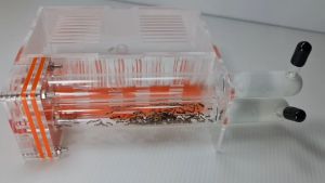 Starter Colony Kit Nest + Ant Colony Type 9