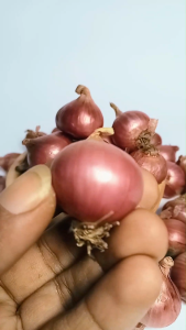 Bawang Merah Super Kemasan 1kg 500 gram dan 250 gram