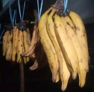 pisang tanduk madu asli cianjur selatan /1kg