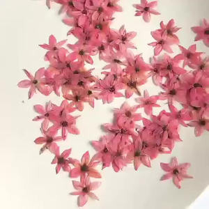 ดอกกุ้ยช่าย ดอกไม้ทับแห้ง ขนาดเล็ก ตกแต่งเคส เครื่องประดับเรซิ่น DIY