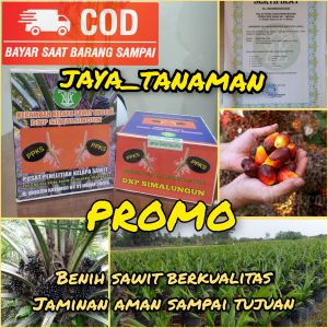 bibit unggul tenera benih berkualitas buah besar siap semai