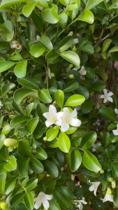 orange jasmine kamuning live plant