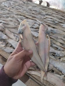IKAN ASIN LIDAH / IKAN SEBELAH ISI 1KG