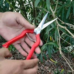 Gunting Dahan Tanaman gunting Pruning Scissors / Gunting Ranting Bunga Kebun