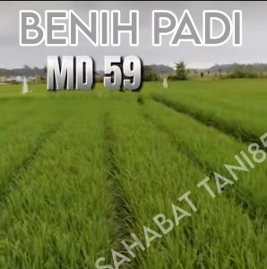 BENIH PADI MD 59 super genjah