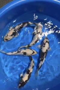 Genuine Japan Koi 30-35cm from Omosako Farm - ( 1800 per piece )