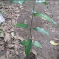 bibit melinjo Tangkil I tanaman pohon melinjo siap di tanam.. 