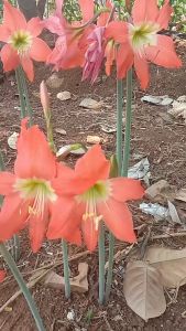 Bibit Umbi Bunga Amarilis Orange: Panduan Lengkap untuk Pemula