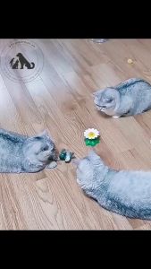 Đồ Chơi Bắt B.ư.ớ.m Bay Lượn Tự Động Xoay 360 Độ Chó Mèo DCTC031