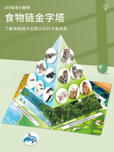 Innovative Food Chain Pyramid Science Experiment Kit for Children DIY Handcraft Materials Package Kindergarten to Elementary School
