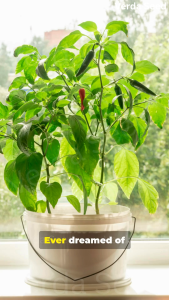 【🌶️ 15 Chili Besar Seeds】| Red Chili Seeds | Red Pepper Seeds | Big Chili Seeds | Fresh Seeds