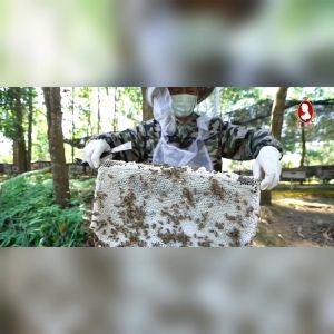 Madu Acacia Mangium 1kg [Halal Certified] / ROYAL-B Acacia Mangium Tree Honey 1kg