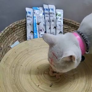 30PCS Snack Kucing Basah Murah 16g Penggemuk Bergizi Cat Food Strip Stick Treats Cemilan Hewan Tuna Ayam