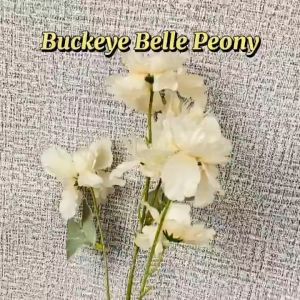 Bunga Plastik Buatan Hias & Dekorasi Wedding