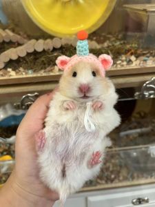 Birthday Hat Decorativehamster ClothesMarsupial Honey PossumGolden RetrieverFlower Branch Mouse Mini Pet Accessories