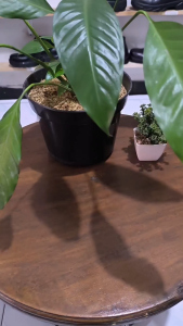 Sepatu Pantofel Pria Kulit Sapi Nukus Hitam Tali - TL 01