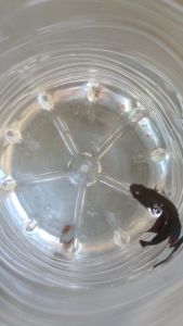 อาหารปลากัด ไรสำเร็จรูป Ri Instant ปลากัดป่า ปลากัดสวยงาม ขวด50กรัม กินดี สีสด แข็งแรง บำรุงกล้ามเนื้อ  เกล็ด ฟัน หนัง  น้ำไม่เสียง่าย