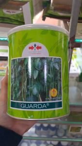 BENIH KACANG PANJANG GUARDA CAP PANAH MERAH 500 GRAM