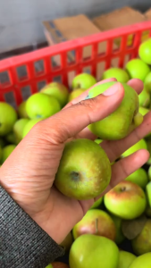 APEL MALANG HIJAU FRESH 1KG