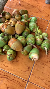 Beluluk Buah Kelapa Kecil Segar Per 10 Biji Terlaris