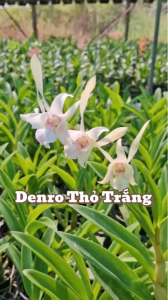 HOA LAN DENRO THỎ TRẮNG GỬI  NGUYÊN cHẬU PHI 12