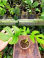 Rhaphidophora Tetrasperma / Tanaman Rhapidopora Tetra Sperma / Monstera Minima. 