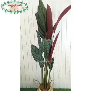Pohon Hias Daun Calathea Ungu T150 Latex Pot Dasar Hitam Cover Purun Belly Borneo Small Hiasan Rumah Aesthetic