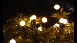 Solar Garden Lights LED 10 Heads Firefly Lights Outdoor Waterproof for Villa Courtyard Road Cemetery Memorial Decoration Lighting Christmas Gift