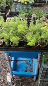Tùng thiên môn làm tiểu cảnh terrarium bán cạn non bộ chậu cây trang trí.