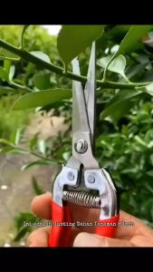 Gunting Dahan / Gunting Stek Workman