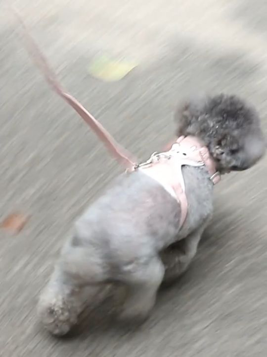 สายรัดอกสัตว์เลี้ยงดีไซน์น่ารักพร้อมไซส์ S/M