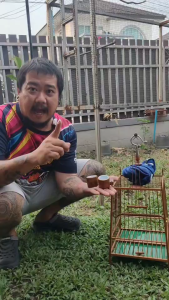 แก้วน้ำนกกรงหัวจุก แก้วน้ำปรับระดับงานไม้