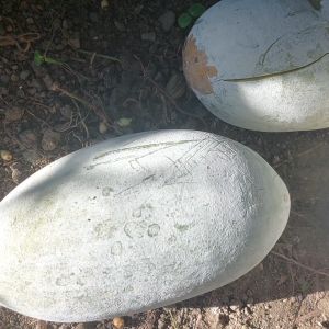 kundol 5 seeds for planting binhi pantanim