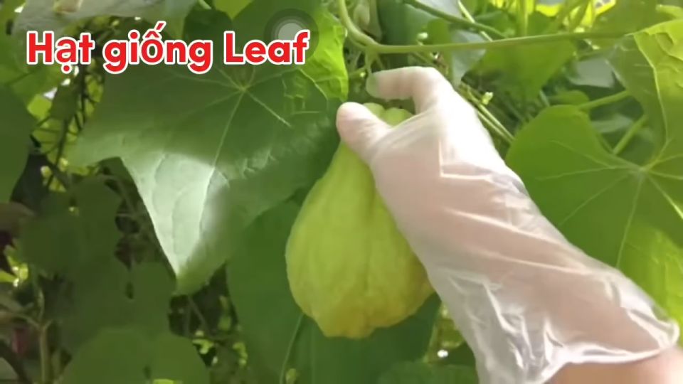 Hạt giống rau cải mèo khổng lồ 100 hạt túi zip hạt giống leaf