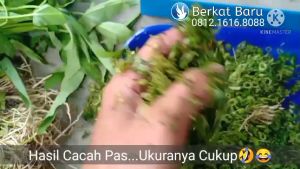 Mesin Cacah Daun CH-120D Sayur/Rumput/Ranting/Mesin Cacah Pakan Unggas/Mesin Pencacah Serbaguna/Mesin kompos/Mesin perajang rumput/Mesin rajang daun pandan
