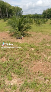 ใบมีดตัดหญ้าอัจฉริยะ ตราเพรช ขนาด 12 นิ้ว รุ่นใหม่ A+ ไม่โดนของแข็ง ส่งฟรีมีปลายทาง