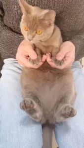 Cat nail clippers with LED Cat nail cutter for LED prevent hurt cat cat nail clippers ( Random ) - AMAZONE