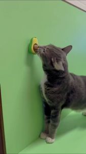 Abang Furry Healthy & Fresh Rotation Avocado Catnip Gall Fruit Ball Toy for Cat Pet Treat Food Toy 旋转猫薄荷虫瘿果牛油果玩具