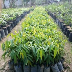 Bibit Tanaman Hias Pohon glodokan Satu Meteran atau polyalthia longifolia