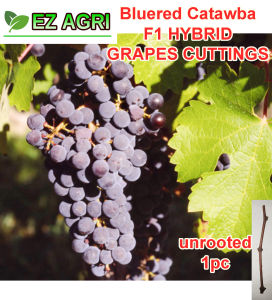 BLUERED CATAWBA Grape Cuttings UNROOTED C1 seedless THRU ez gib ga3 Planting Materials High Quality Gardening