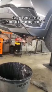 Lexus Rodent Repellent Spray Pengusir tikus Ampuh bahan alami