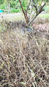 ( Mẫu Mới) PHƯỢNG HOÀNG LỬA – Diệt cỏ thế hệ mới 4.0 đậm đặc hiệu quả cao an toàn cho cây trồng diệt tận gốc cỏ chỉ mần trầu thái lá nhiều loại cỏ dai dẳng khó trừ.