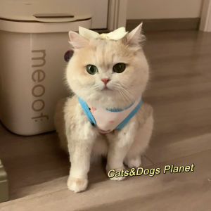 Warm Fleece Pet Vest for Dogs And Cats Anti Shedding Blue Gold Gradient New Style Spring Autumn Pet Clothing Dog Sweater